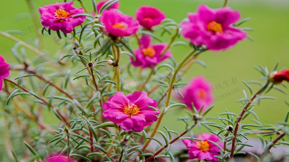 太陽(yáng)花種子種植