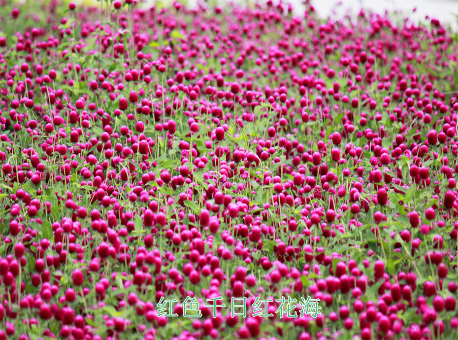 9紅色千日紅花海