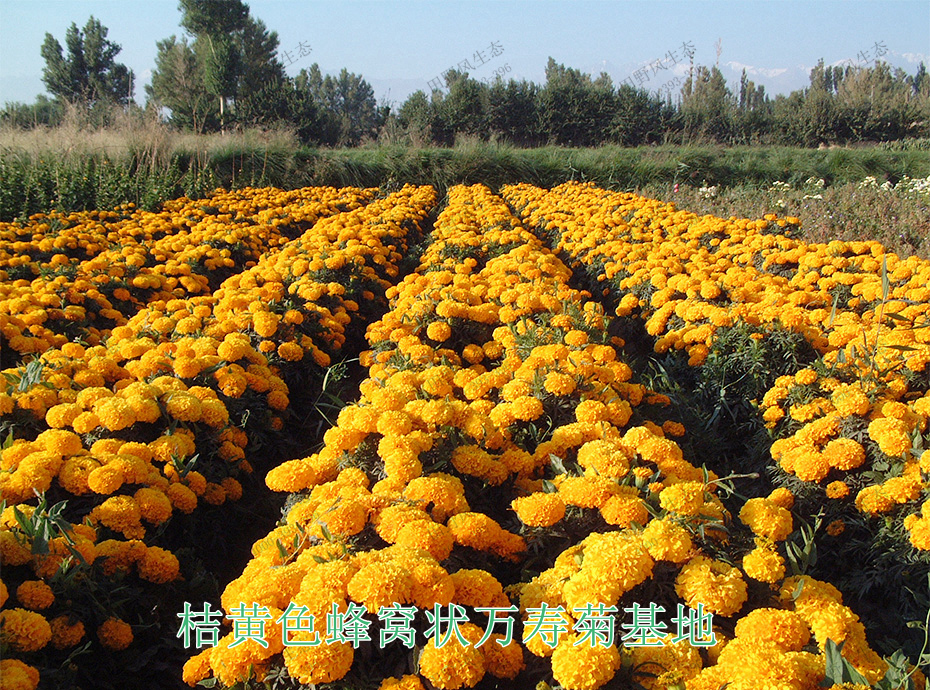 10桔黃色蜂窩狀萬壽菊基地