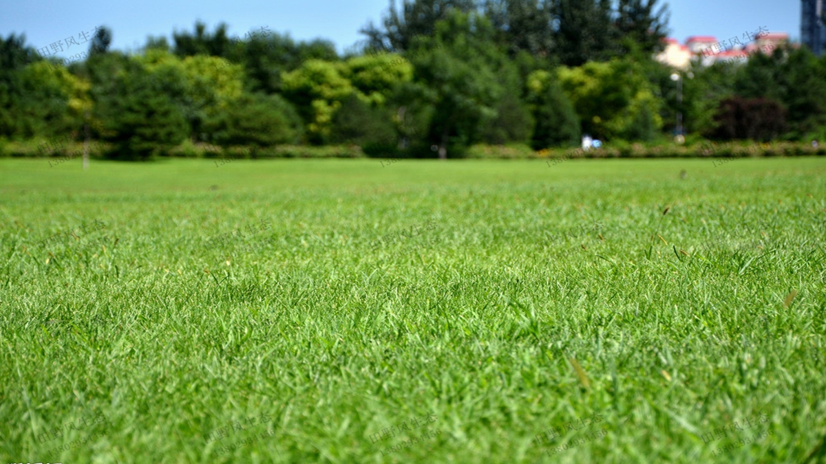 草坪圖片