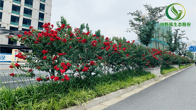 道路綠化,市政綠化