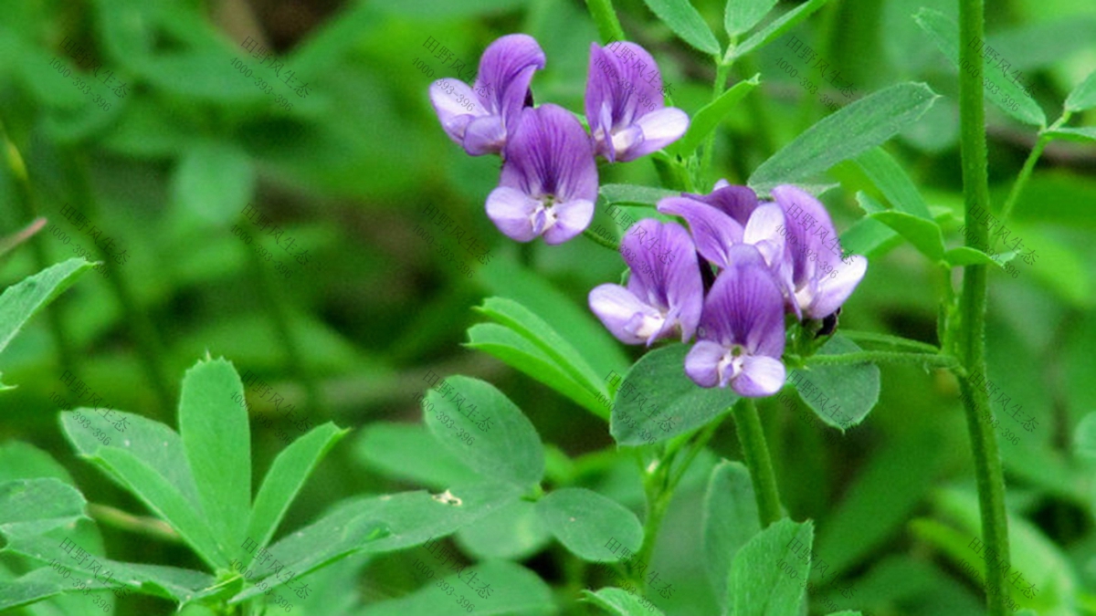 草種批發