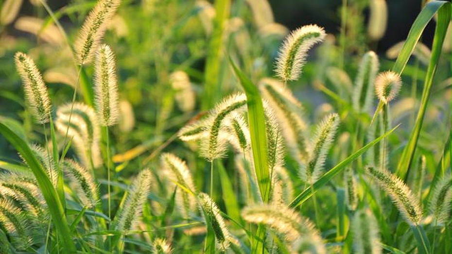 狗尾巴草