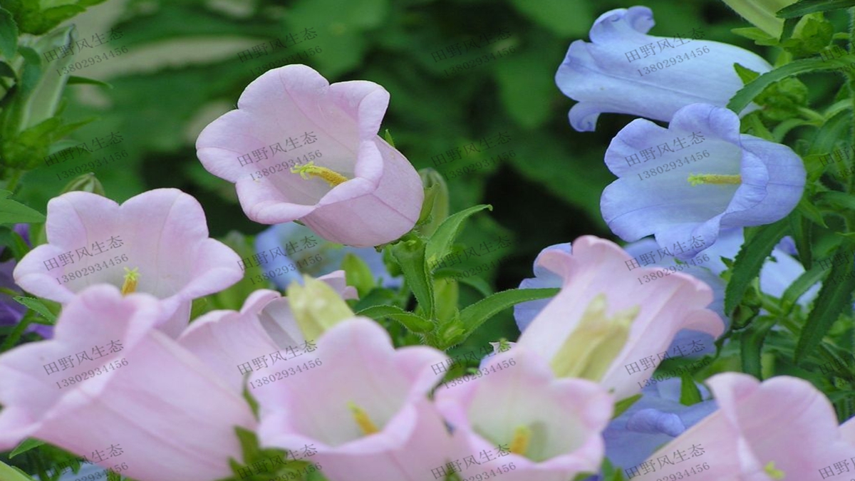 風鈴草