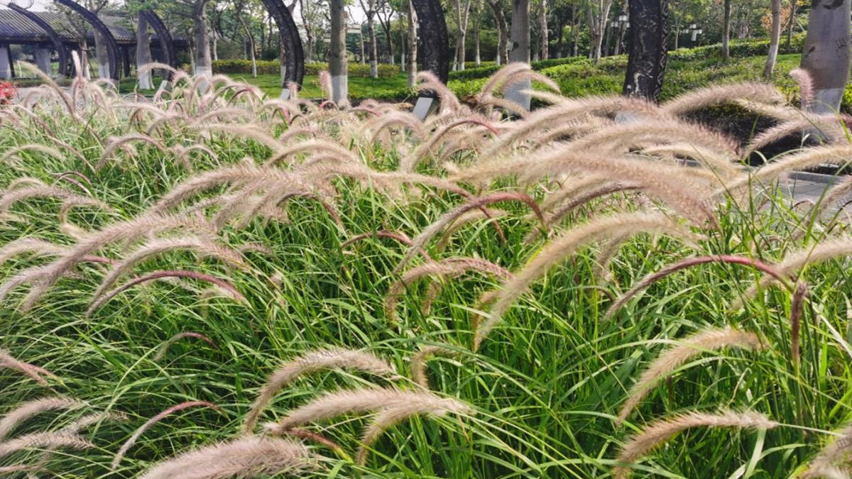 狼尾草草種草籽種植