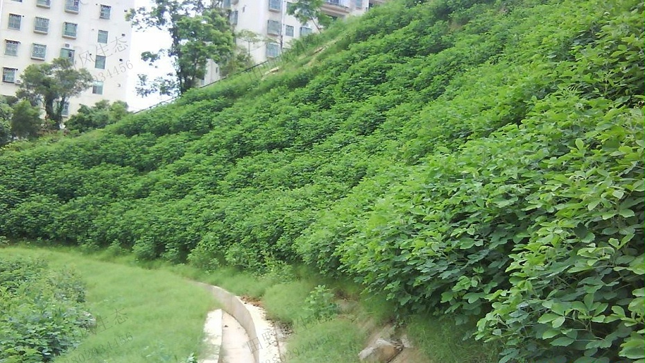 邊坡綠化植草技術