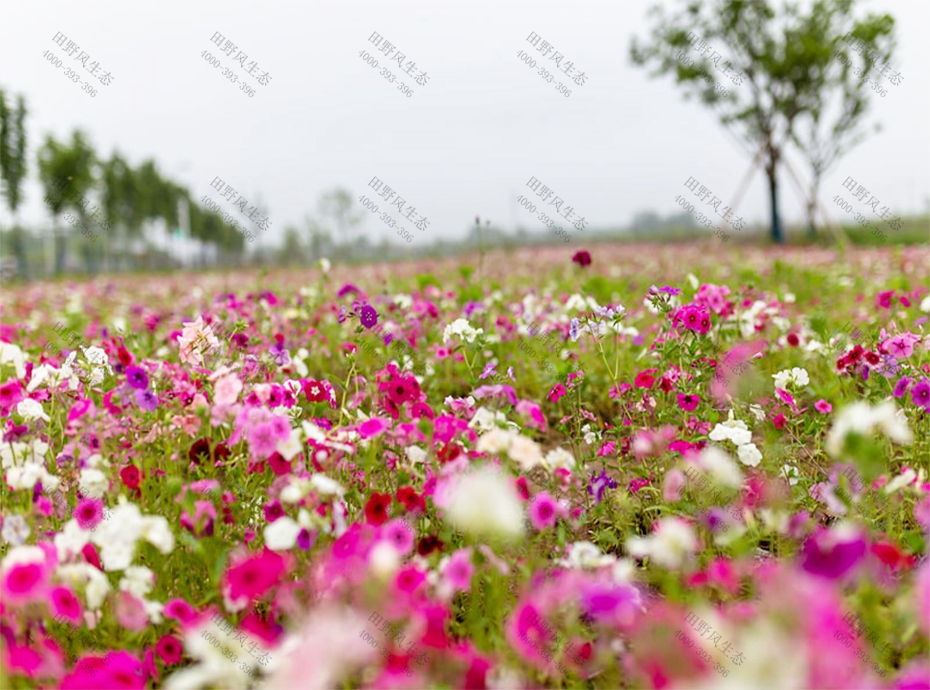 花種批發