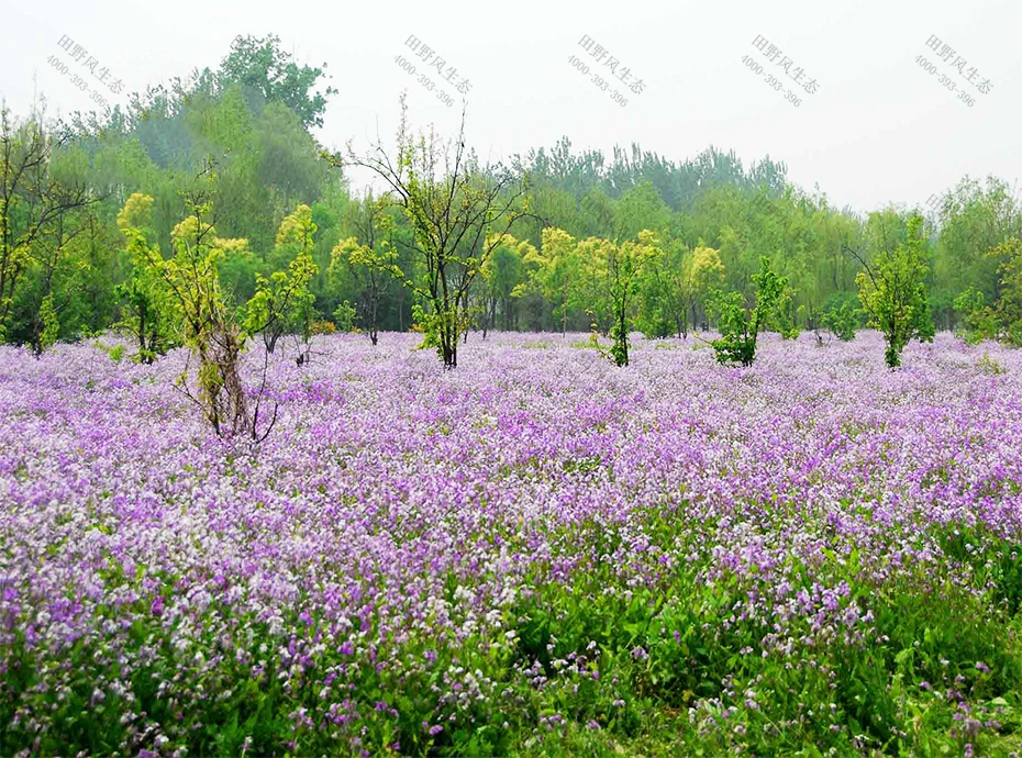 花種批發