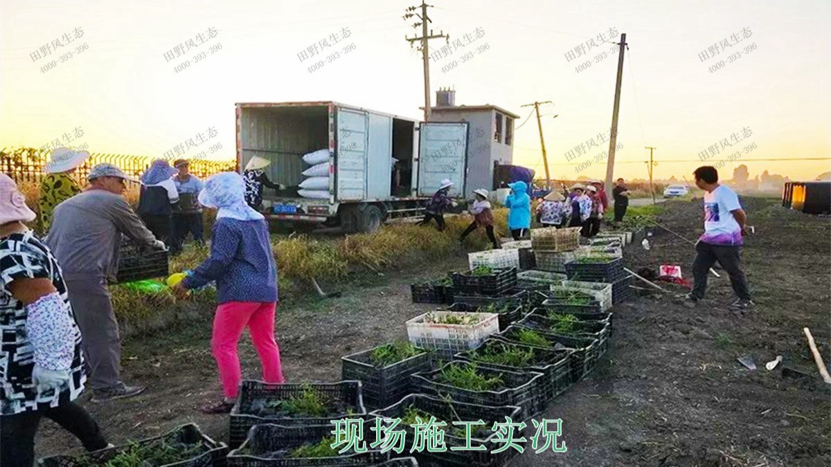 江西瑞昌市景區(qū)花海工程