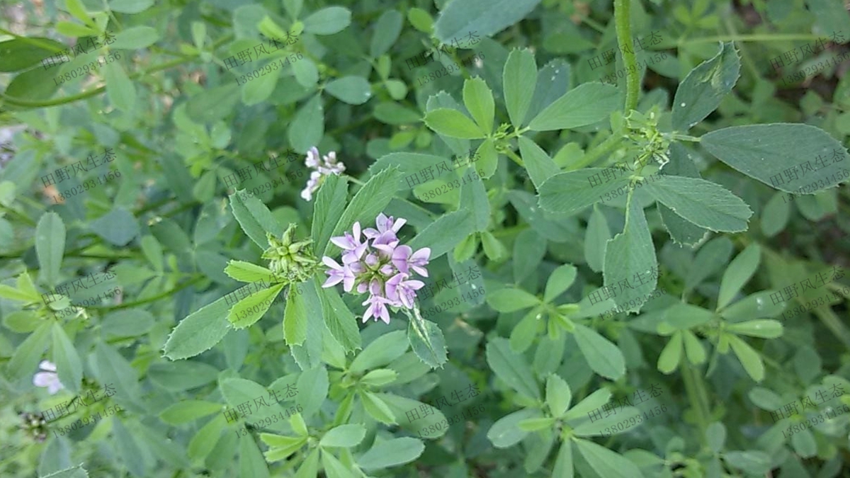 紫花苜蓿種子