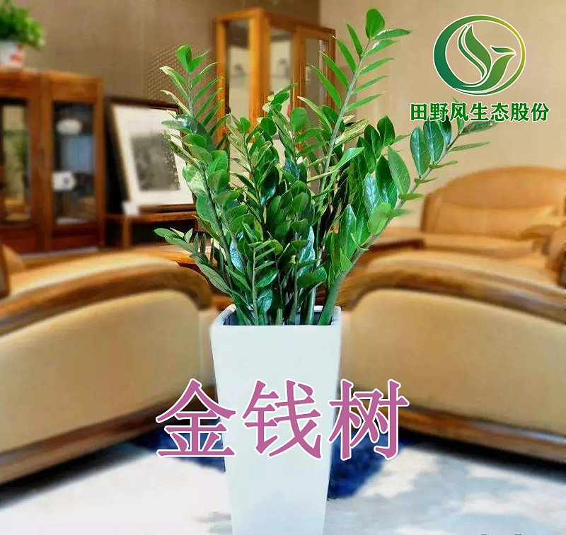 綠植租擺，植物租賃