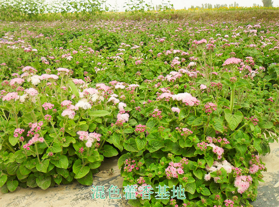 8混色藿香基地