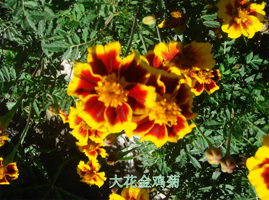 5大花金雞菊