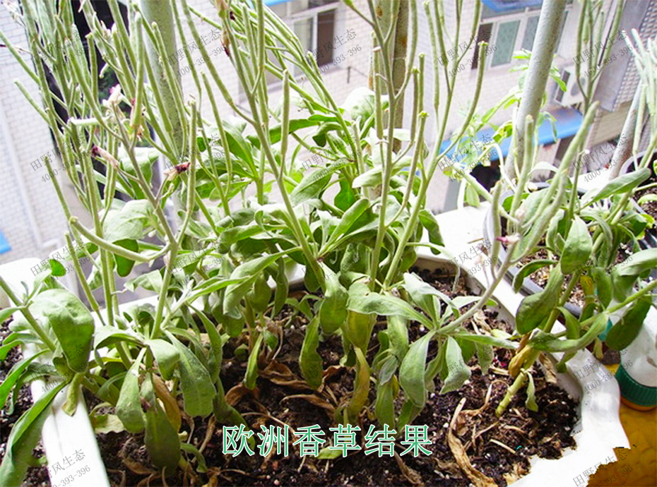 3歐洲香草結(jié)果