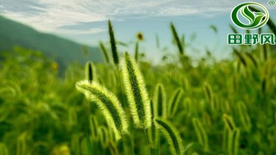 冬季種植護坡草種子