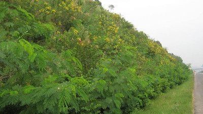 邊坡綠化客土噴播后該如何養護管理？