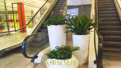 廣東省人民醫院綠植租擺合作案例展示