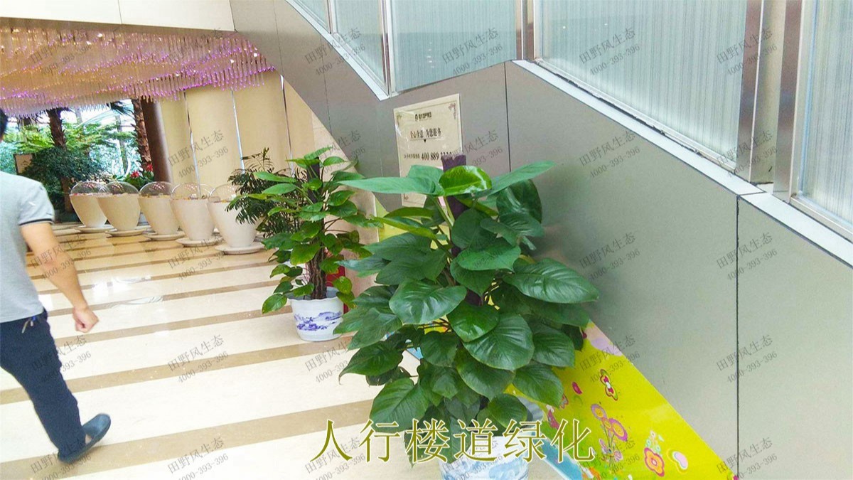 廣東省人民醫院綠植租擺合作案例展示