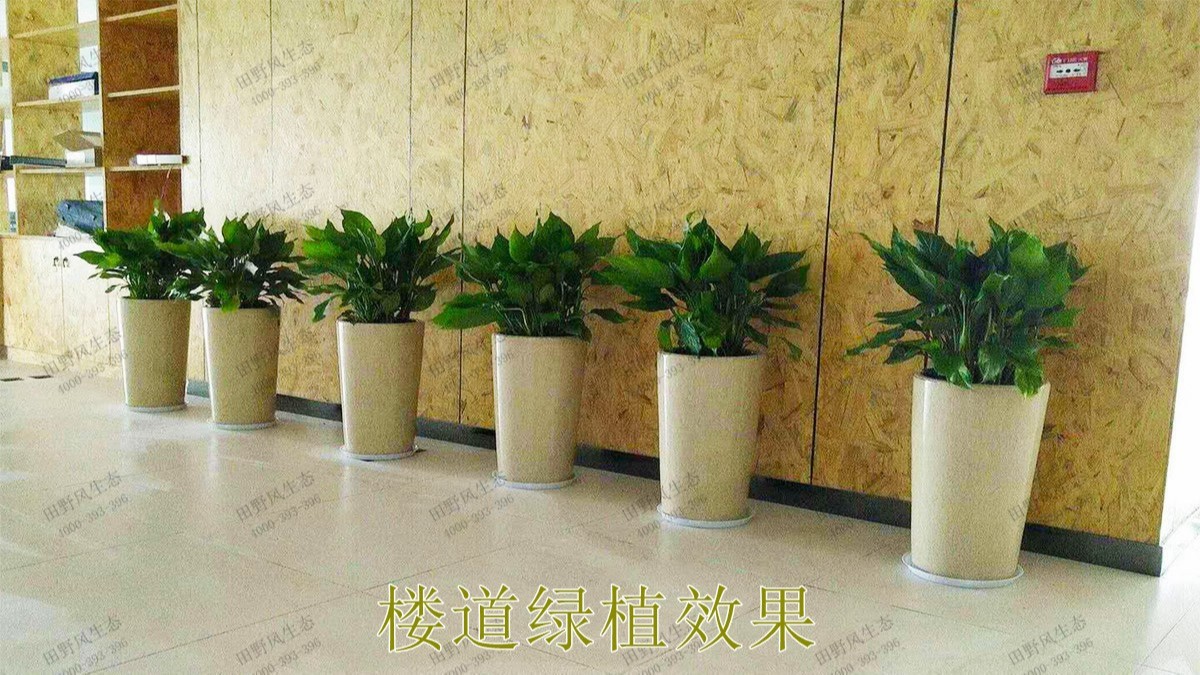 廣州市懷仁堂國醫植物花卉租擺合作