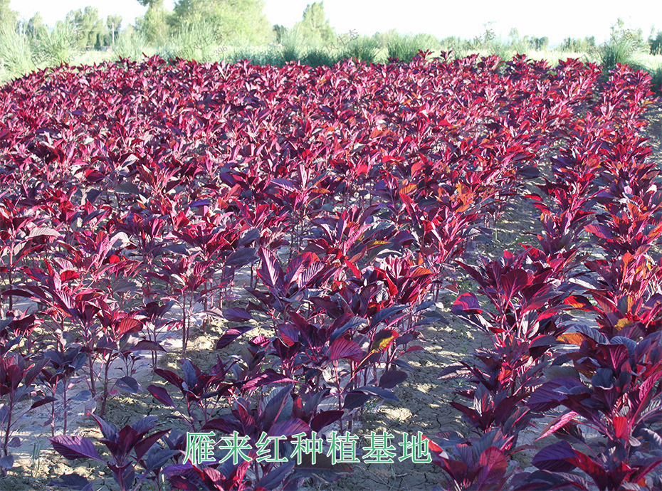 8雁來紅種植基地