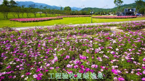 廣西北海市景區(qū)花海工程