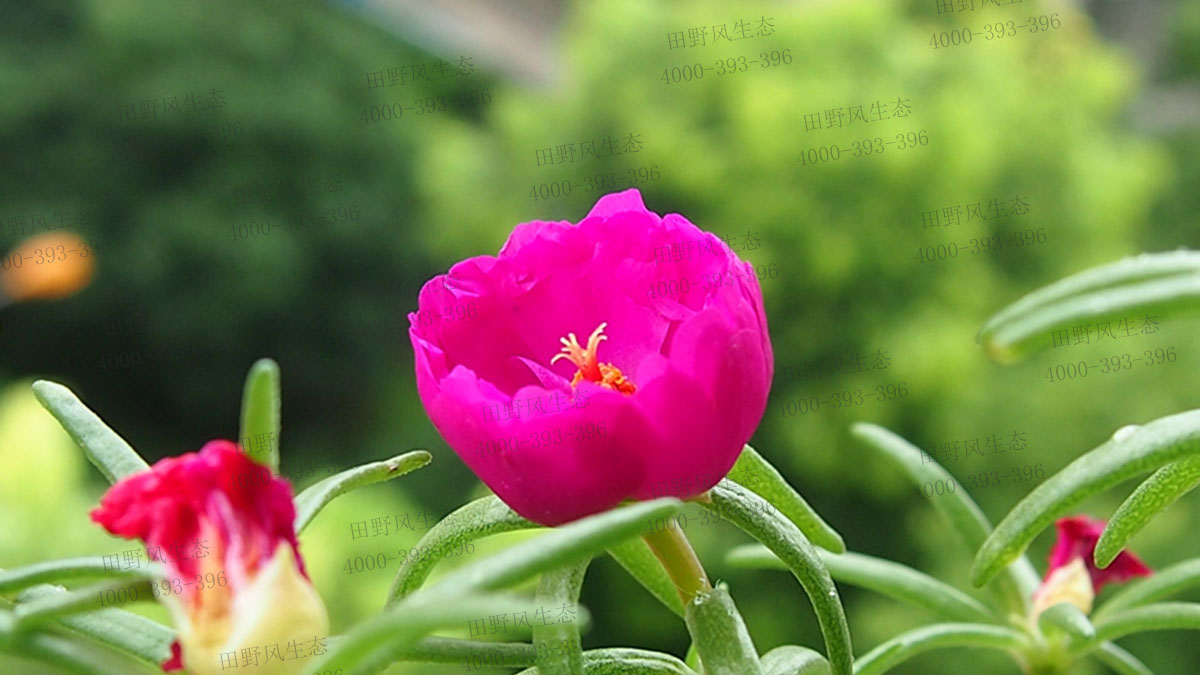 太陽(yáng)花種子