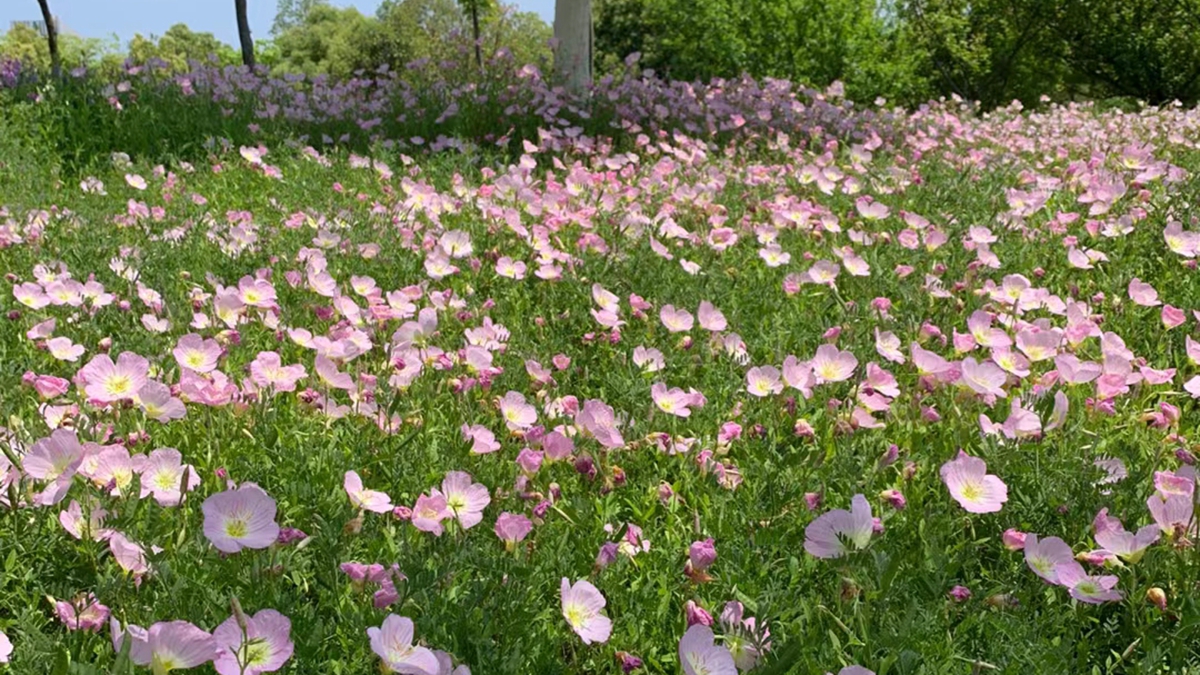 花海種子