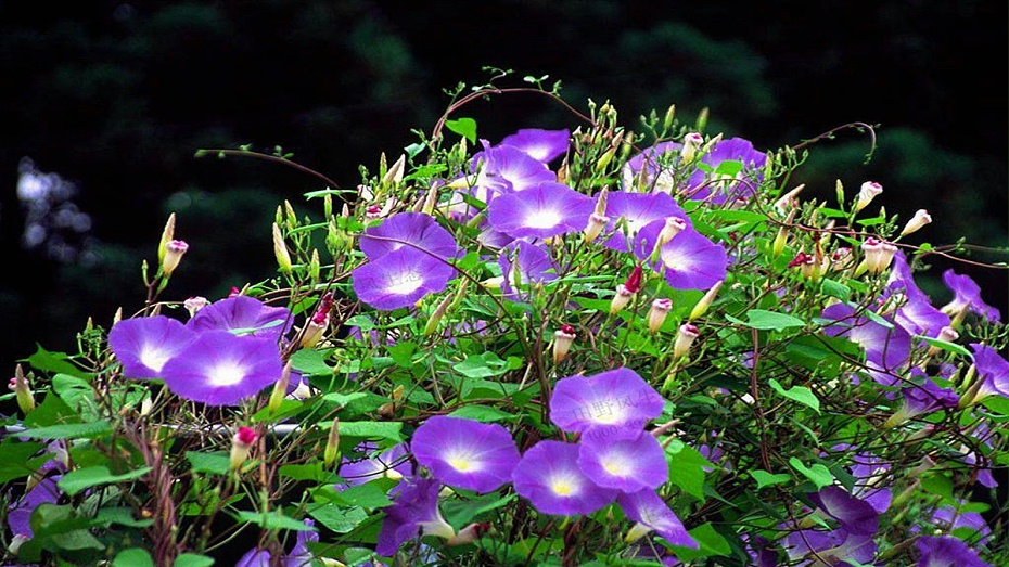 牽牛花種植