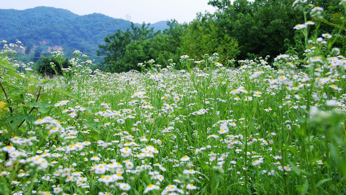 雛菊