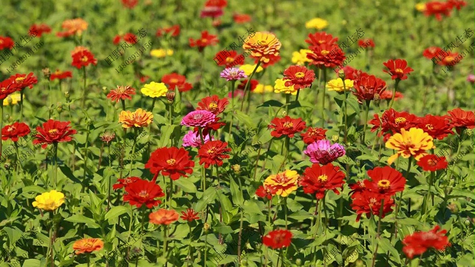 四季花開的花種子批發