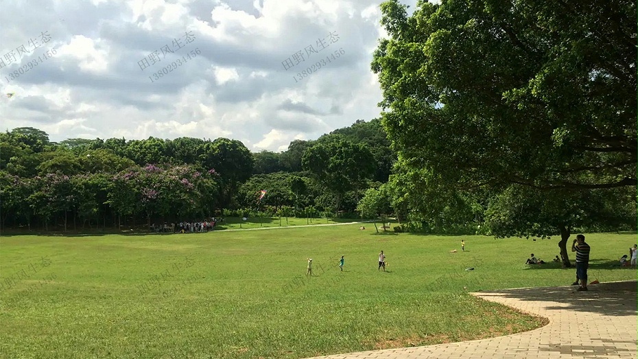 草坪建植與養(yǎng)護管理