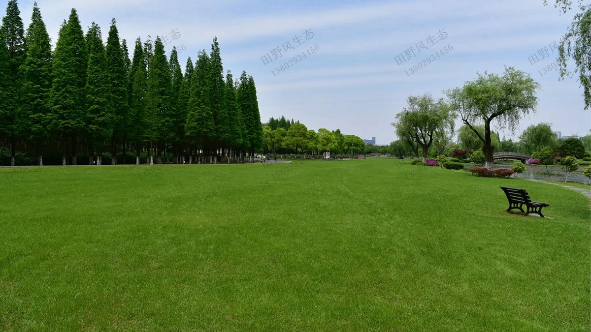 5分鐘帶你了解公園草坪建植與養護管理（一）