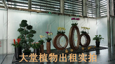 廣州保利國際廣場植物出租案例