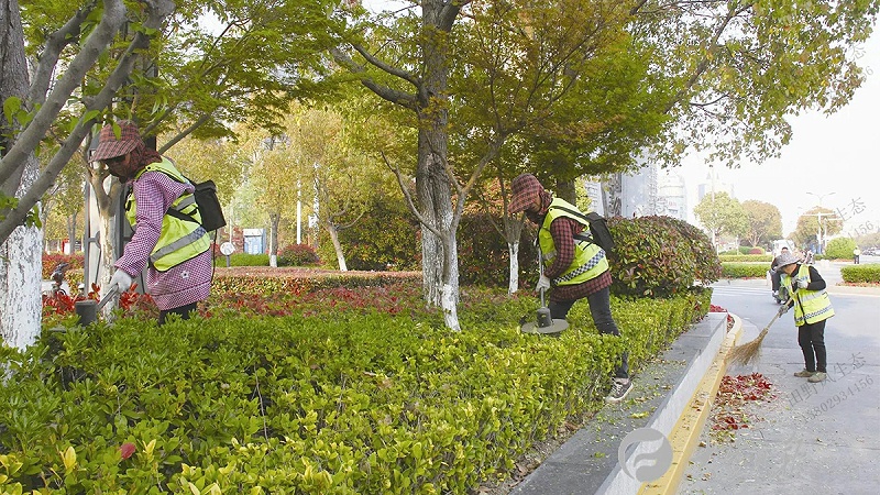 道路綠化環境