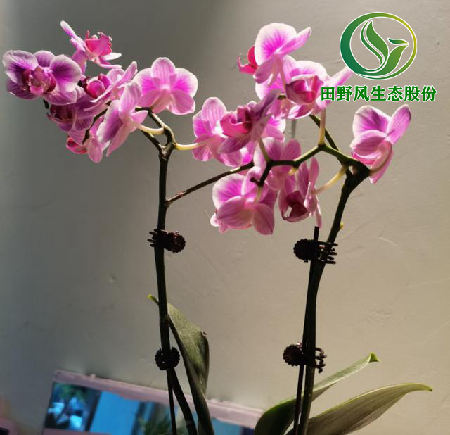 年宵花,購(gòu)買年花