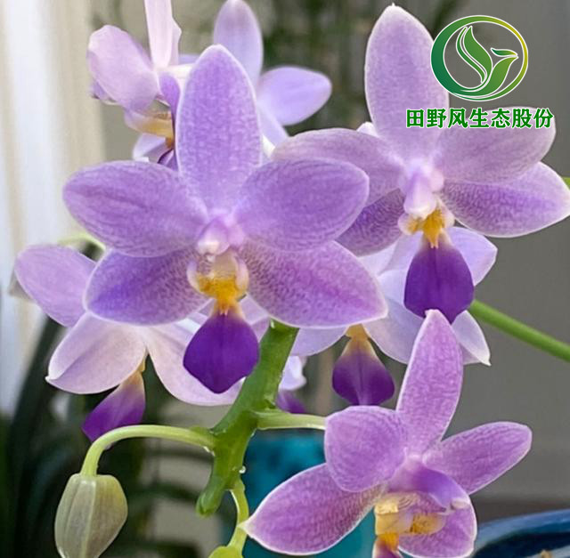 年宵花,購(gòu)買年花