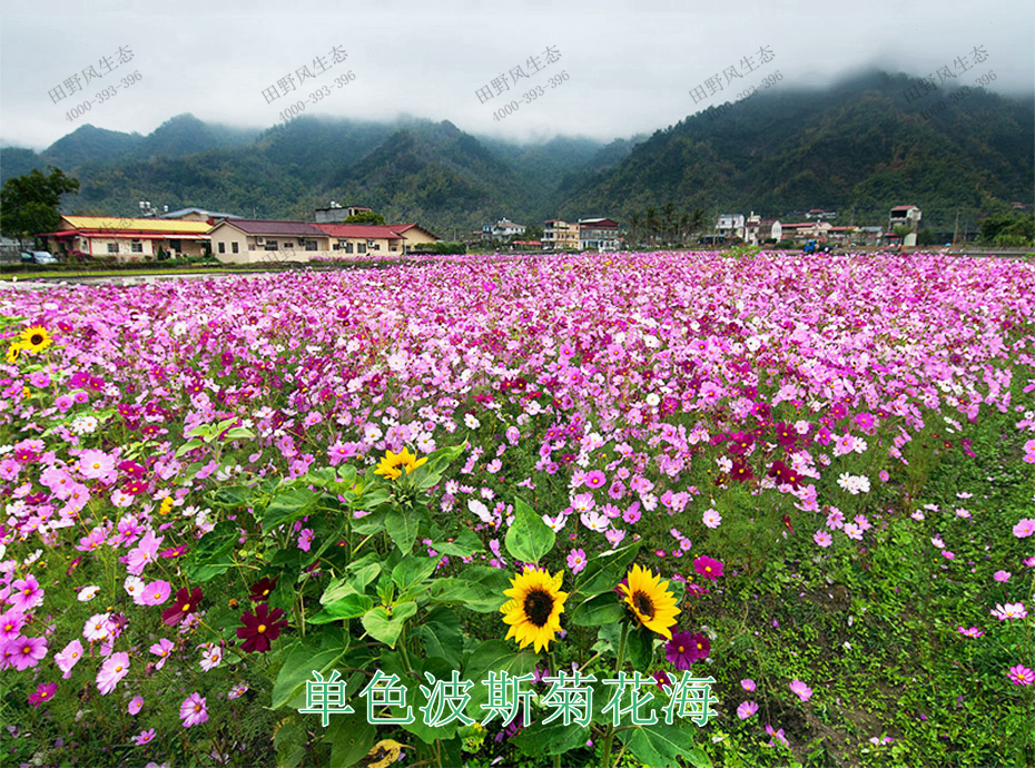 10單色波斯菊花海