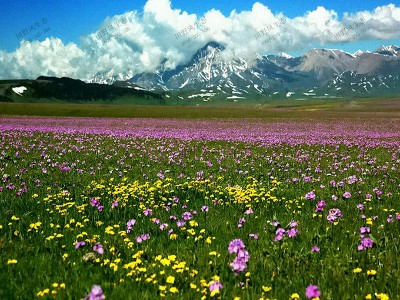 西蜀風情野花組合