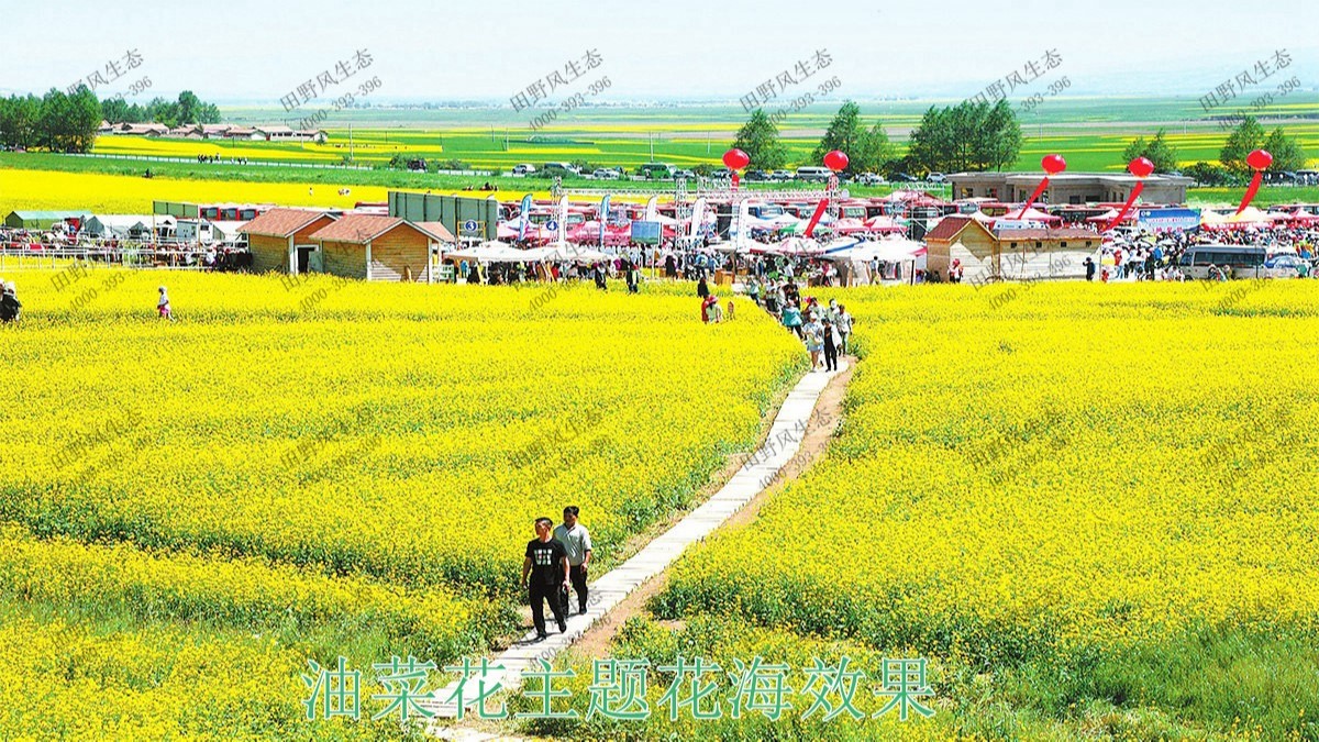 廣州番禺農業大觀園景觀花海