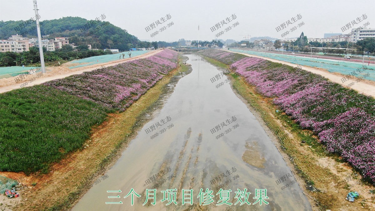 廣州黃埔九龍涌河道邊坡復綠