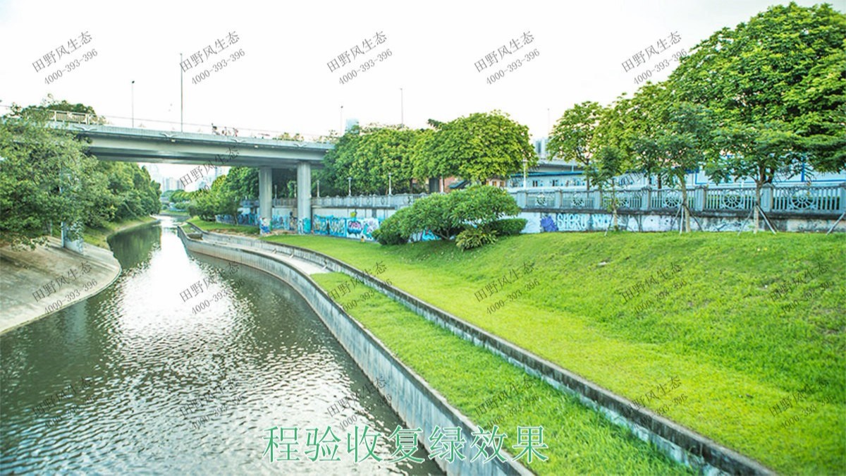 深圳茅洲河生態河道邊坡噴草