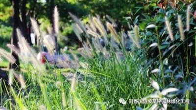 公路邊坡綠化狗尾巴草，也可以美成一種藝術